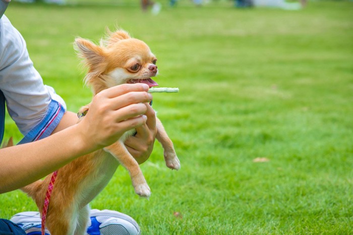 歯磨きガムを食べようとする犬
