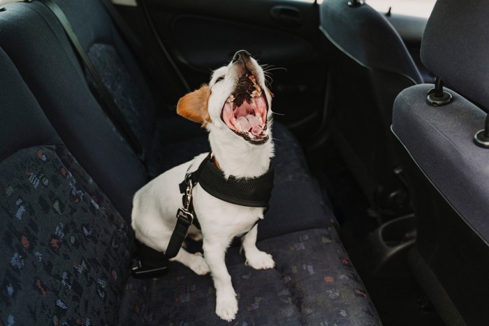 車の中であくびをする犬