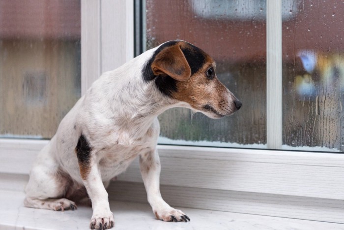 窓から雨を見つめる犬