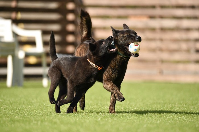 ボールを咥えて一緒に遊ぶ二匹の甲斐犬