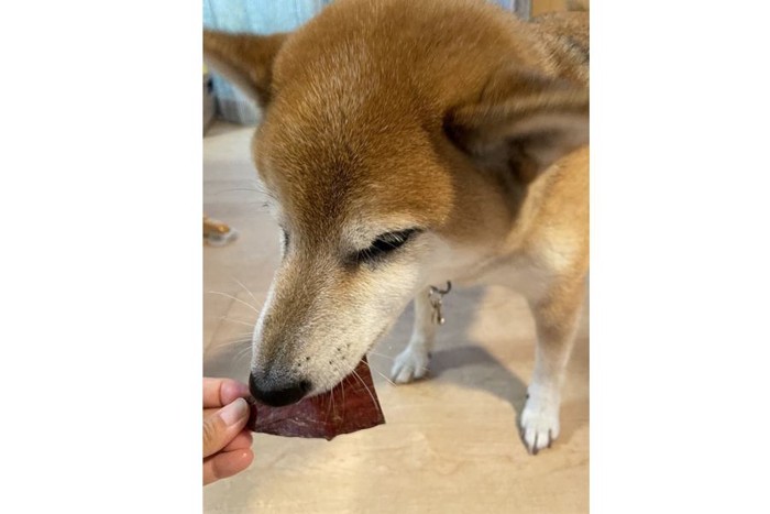 ジャーキーを食べる犬