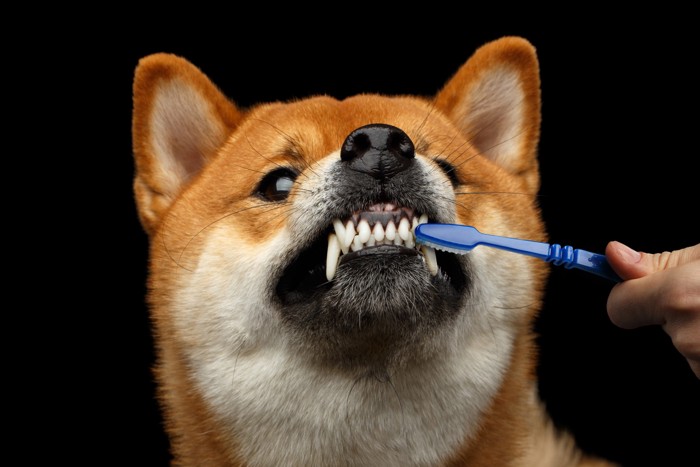 歯ブラシをされる柴犬