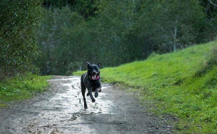 濡れた地面を走る黒い犬