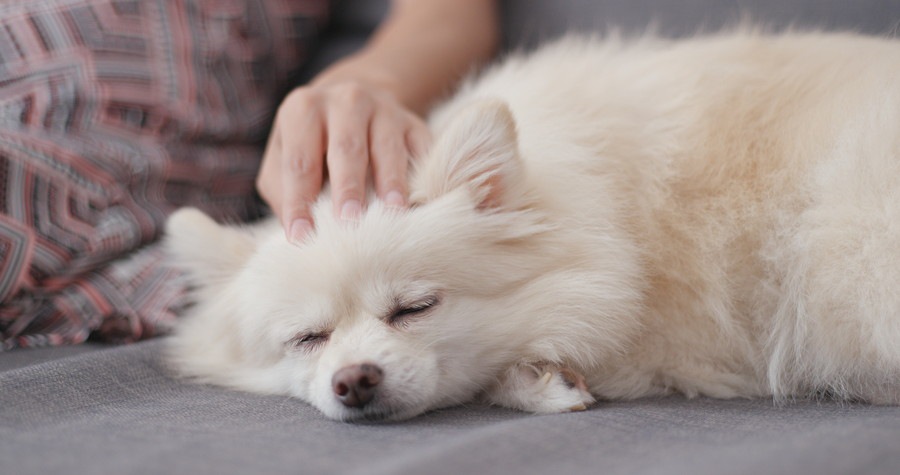 飼い主になでられて眠る白い犬