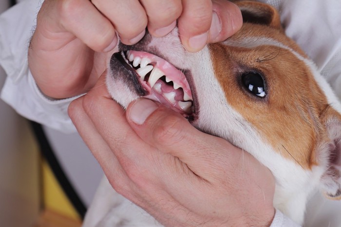 犬の歯茎チェック