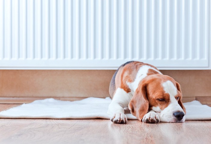 暖房器具の前に敷かれたカーペットの上で眠る犬