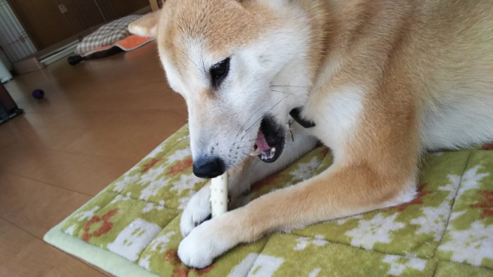 おもちゃを噛む柴犬