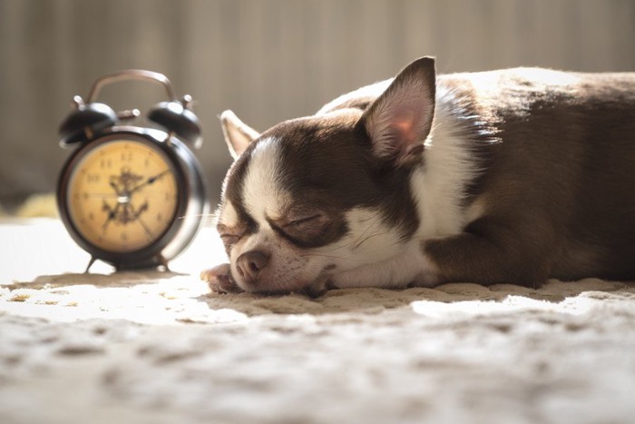 時計の隣で眠る犬