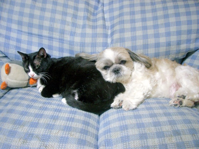 ソファーの上のシーズーとハチワレ猫