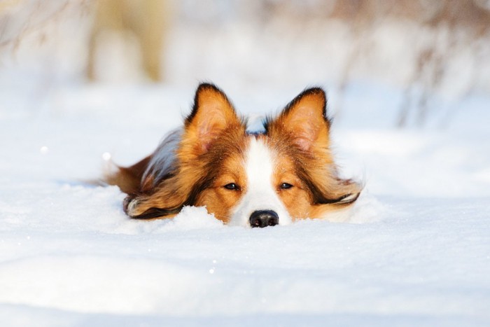 雪に顔を埋める犬