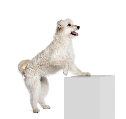 台に足をかける白い犬