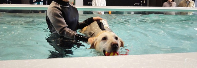 泳ぐ犬の写真