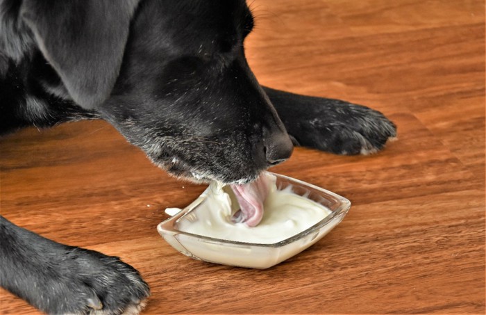 ヨーグルトを食べている犬