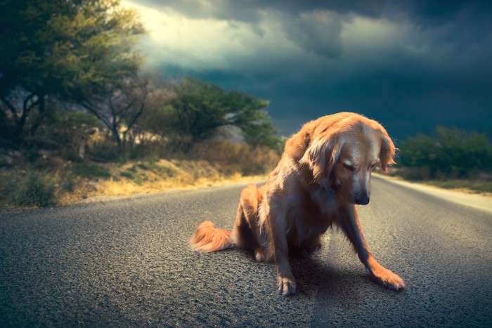 道路に座り俯く犬