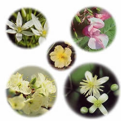 レスキューレメディの5つの花の写真