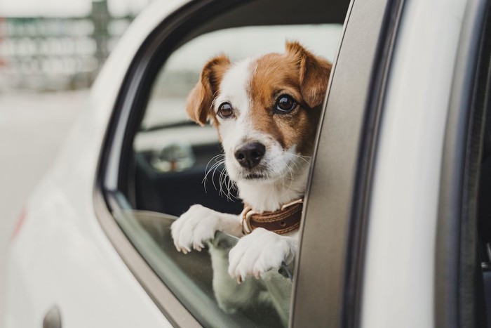 車の窓に両手を置いて顔を出す犬