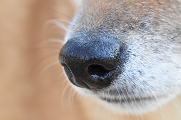 柴犬の鼻の写真