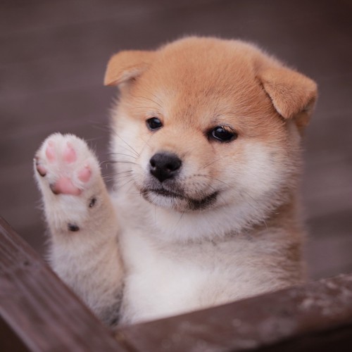 挙手する柴犬の子犬