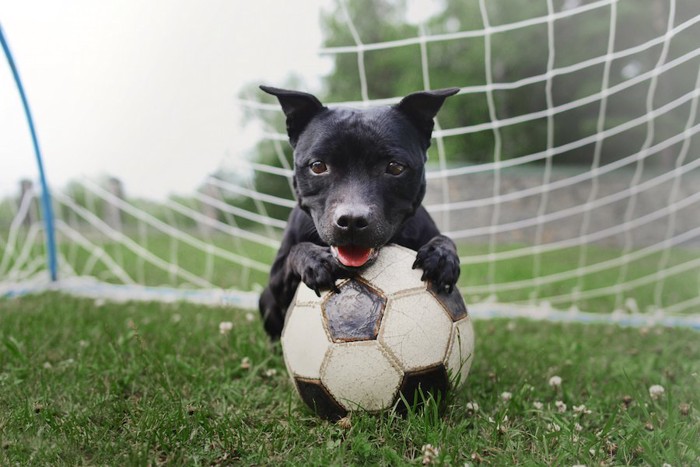 サッカーボールを抱える犬