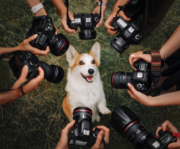 たくさんのカメラと犬