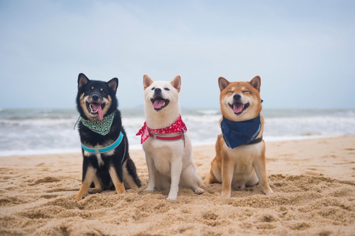 砂浜に並ぶ3匹の柴犬