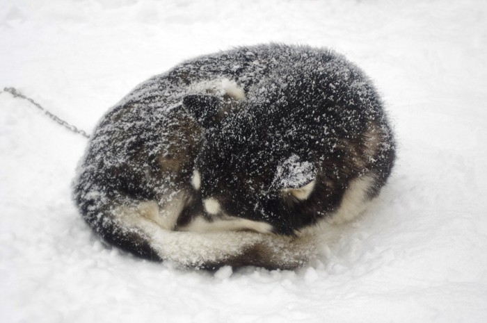 雪の上で体を丸めている犬