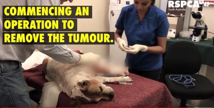 手術台に横たわる犬