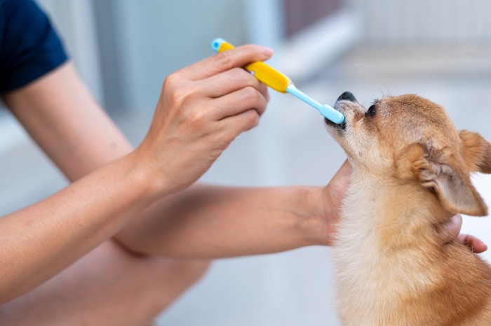 おとなしく歯磨きする犬