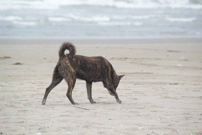 浜辺を歩く野良犬