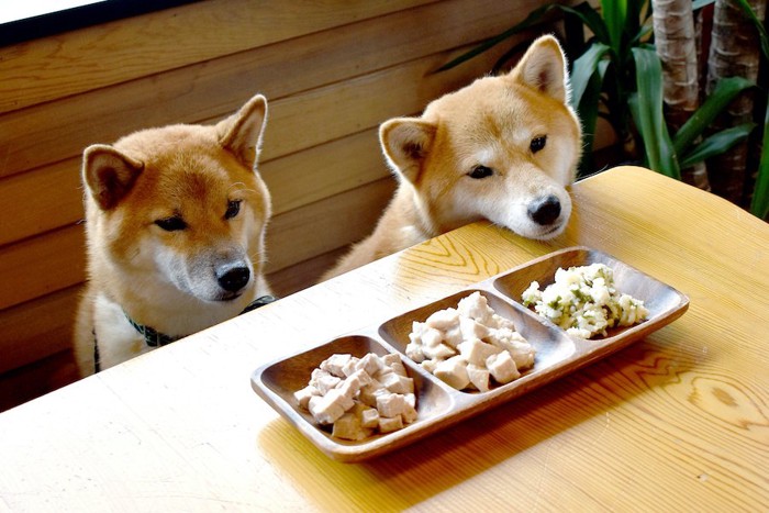 テーブルの上のご飯と2頭の柴犬