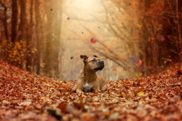 枯れ葉の中の犬