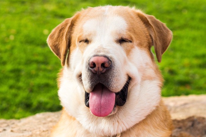 舌を出して笑う大型犬