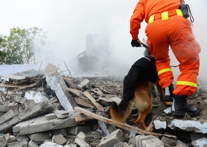 瓦礫の中を歩く救助犬「