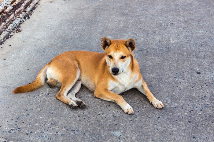 道路で休む茶色の野良犬