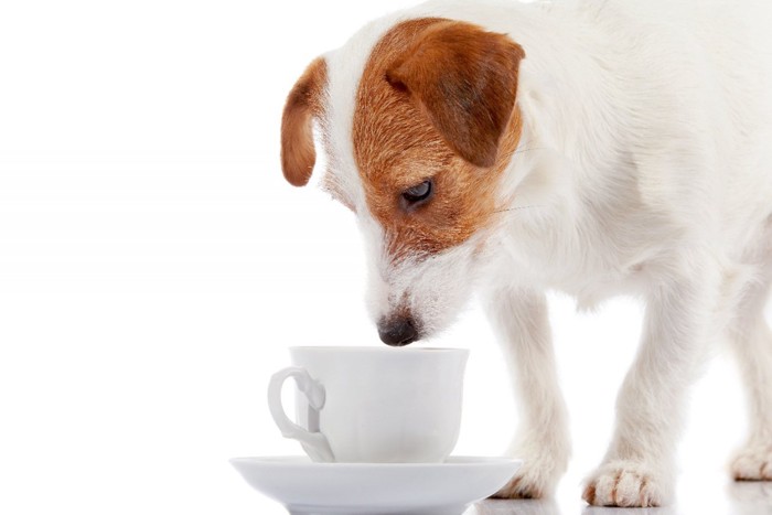 コーヒーカップを眺める犬