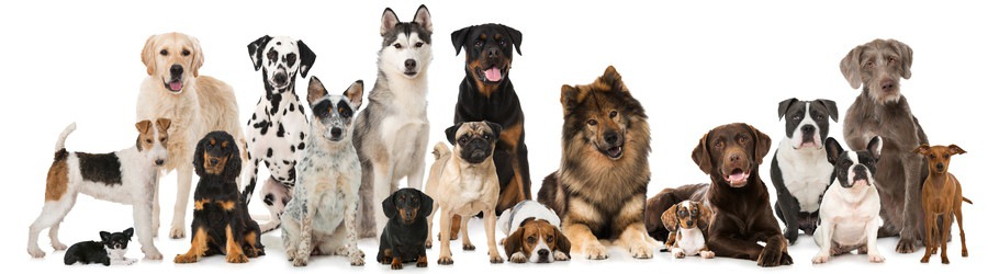 18種類の犬たち