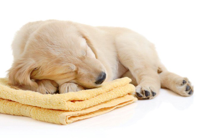 畳まれたタオルの上で寝る子犬