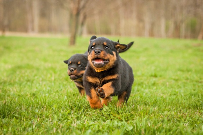 草原を走っている2匹のロットワイラーの子犬