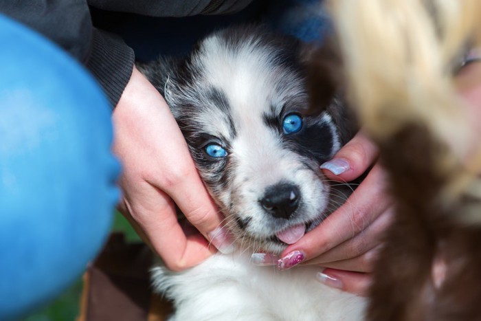 手を舐めるシベリアンハスキーの子犬