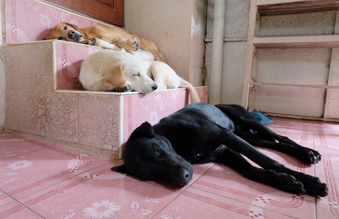 段差で寝る犬たち