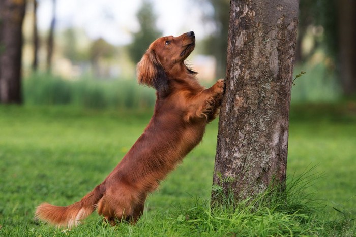 木を登ろうとしている犬