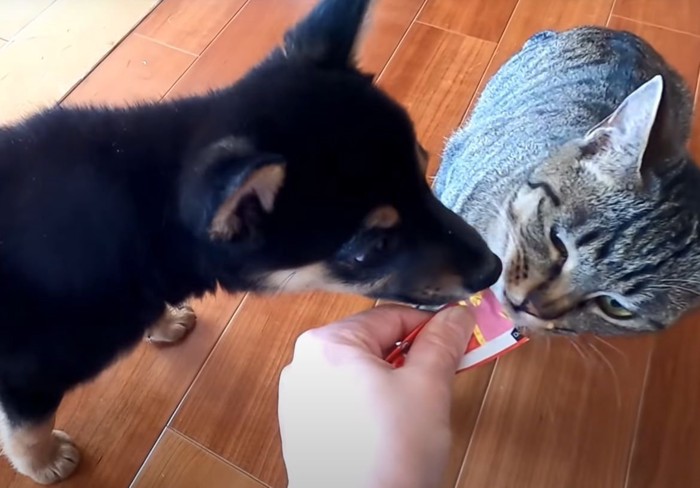猫とおやつを食べる子犬