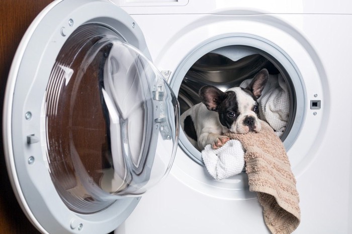 洗濯機に入る犬