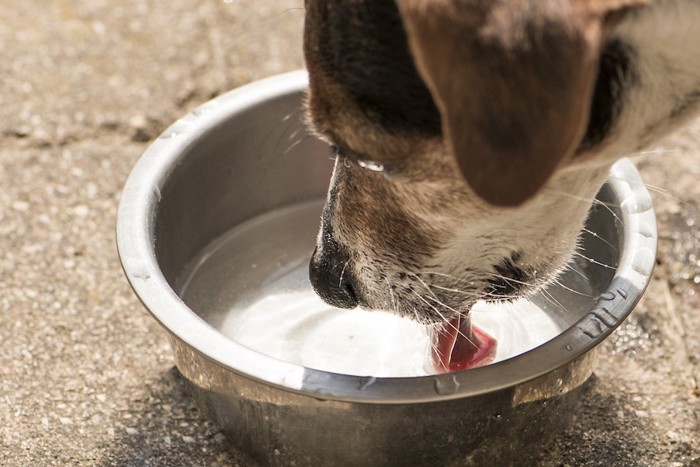 水を飲む犬とステンレスのボウル