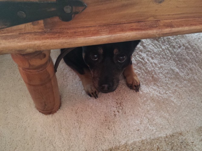 テーブルの下に隠れる黒い犬