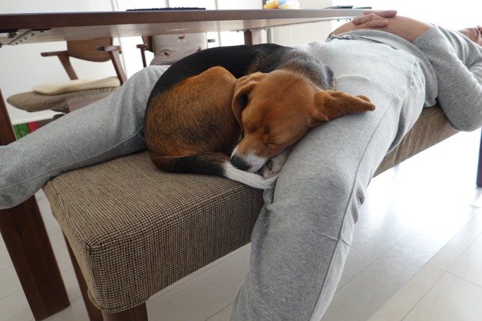 男性の脚の間で寝ている犬