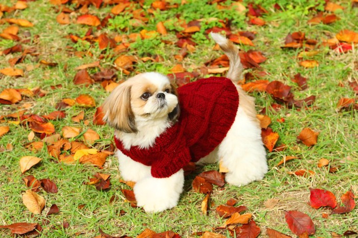 赤いセーターを着たシーズー