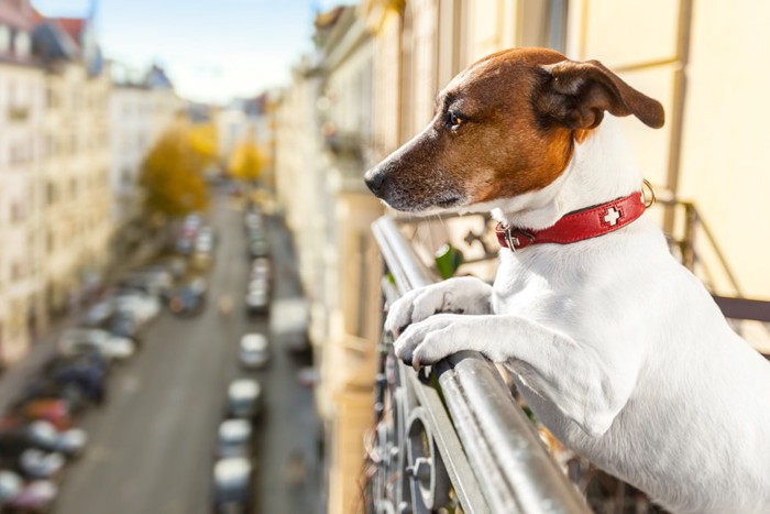 街を見つめる犬