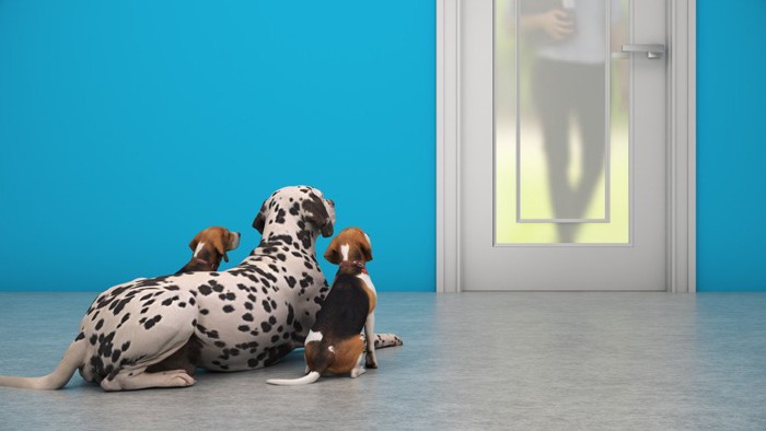 青い壁の玄関と3匹の犬