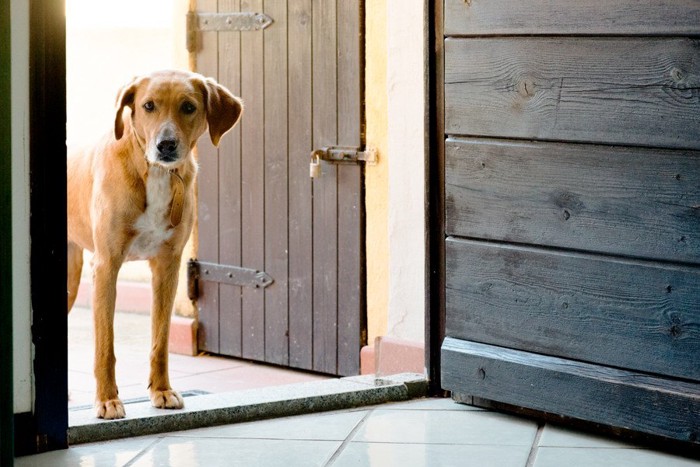 ドアのそばに立つ犬
